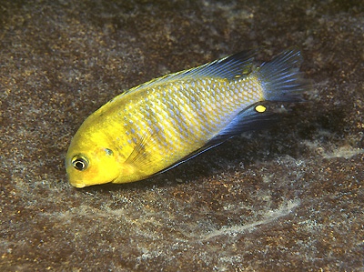 Tropheops sp. 'gome yellow' Chiloelo